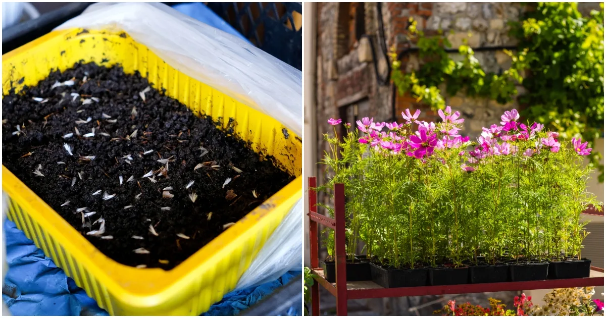 12 Flower Seeds To Sow Indoors Before Spring
